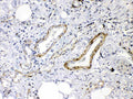 Anti-Angiopoietin-2/ANGPT2 Antibody Picoband®