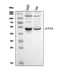 Anti-ATF4 Antibody Picoband®