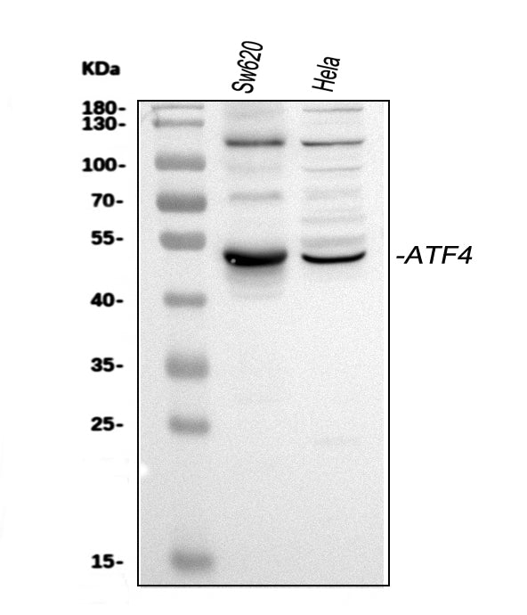 Anti-ATF4 Antibody Picoband®