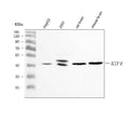 Anti-ATF4 Antibody Picoband®