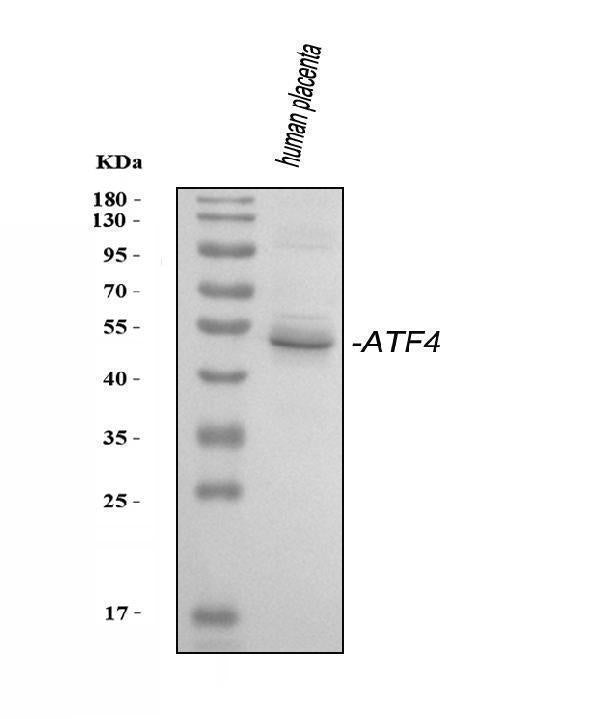 Anti-ATF4 Antibody Picoband®