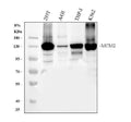 Anti-MCM2 Antibody Picoband®