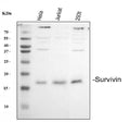 Anti-Survivin/BIRC5 Antibody Picoband®
