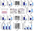 Anti-CEBP Alpha/CEBPA Antibody Picoband®