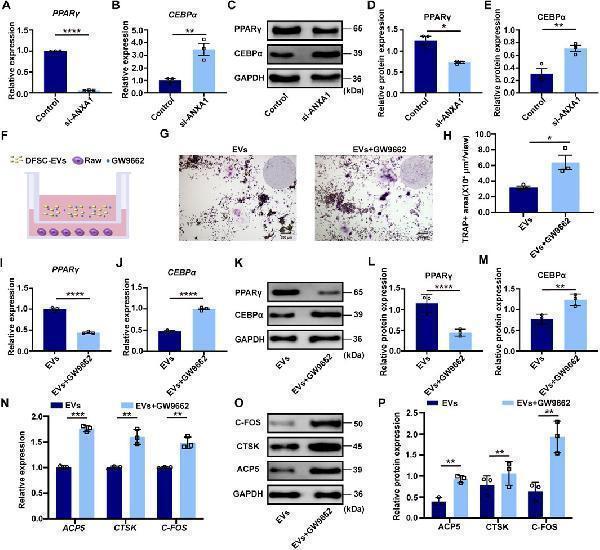 Anti-CEBP Alpha/CEBPA Antibody Picoband®