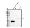 Anti-IL2 Antibody Picoband®
