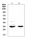 Anti-ERCC1 Antibody Picoband®