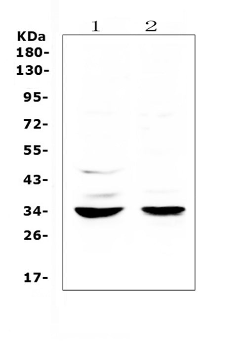 Anti-ERCC1 Antibody Picoband®