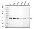 Anti-ERCC1 Antibody Picoband®