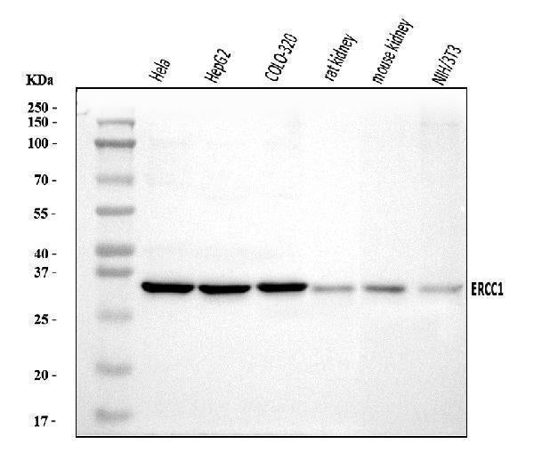 Anti-ERCC1 Antibody Picoband®