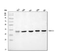 Anti-ERCC1 Antibody Picoband®