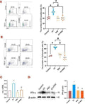 Anti-Interferon gamma/IFNG Antibody Picoband®