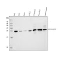 Anti-GST3/GST pi/Gstp1 Antibody Picoband®