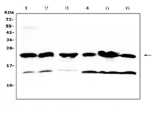 Anti-GST3/GST pi/Gstp1 Antibody Picoband®