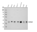 Anti-hnRNP A2B1/HNRNPA2B1 Antibody Picoband®