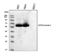 Anti-Cytokeratin 5/KRT5 Antibody Picoband®