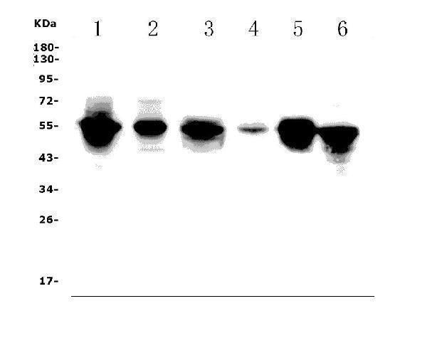 Anti-FLI1 Picoband® Antibody