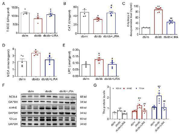 Anti-NADPH oxidase 4/NOX4 Antibody Picoband®