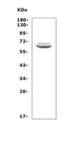 Anti-T-bet/Tbx21 Antibody Picoband®