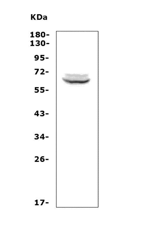 Anti-T-bet/Tbx21 Antibody Picoband®