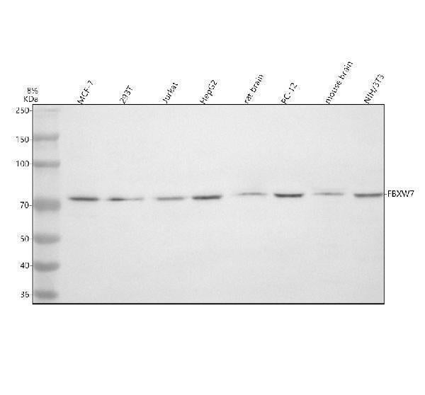 Anti-FBXW7 Antibody Picoband®