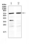 Anti-MAK Antibody Picoband®
