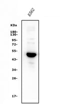 Anti-GATA1 Antibody Picoband®