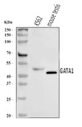 Anti-GATA1 Antibody Picoband®