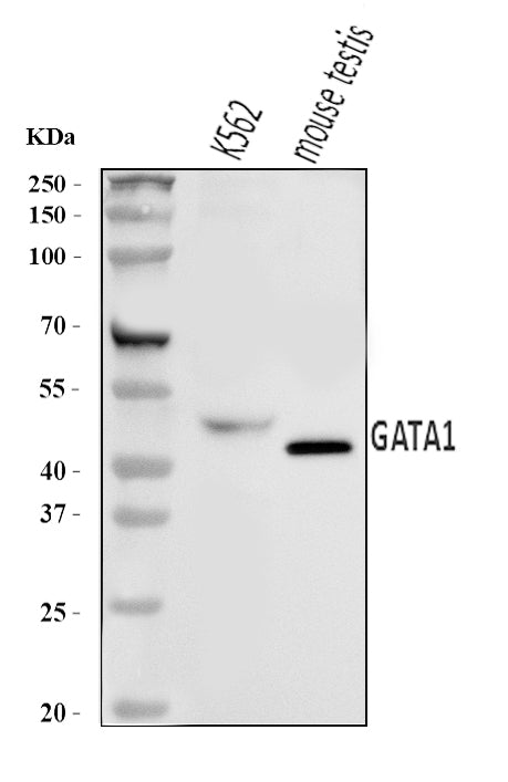 Anti-GATA1 Antibody Picoband®
