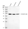 Anti-DR5/Tnfrsf10b Antibody Picoband®
