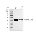 Anti-DR5/TNFRSF10B Antibody Picoband®