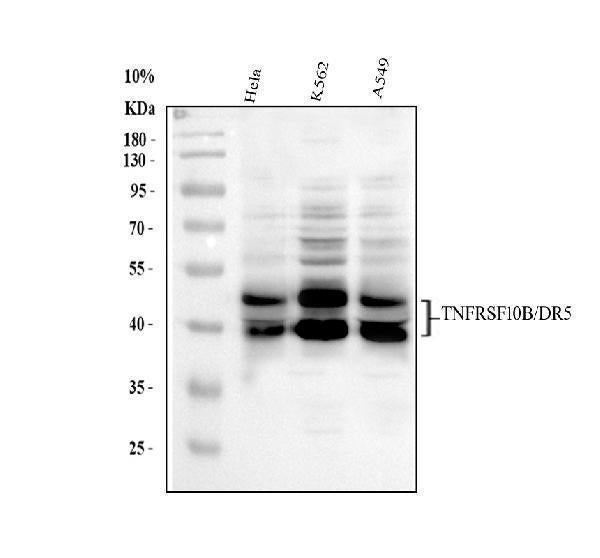 Anti-DR5/TNFRSF10B Antibody Picoband®