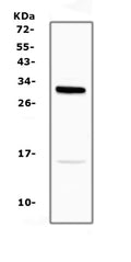 Anti-ID2 Antibody Picoband®