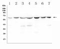 Anti-C9ORF72 Antibody Picoband®