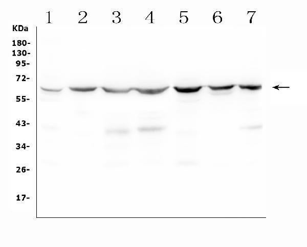 Anti-C9ORF72 Antibody Picoband®