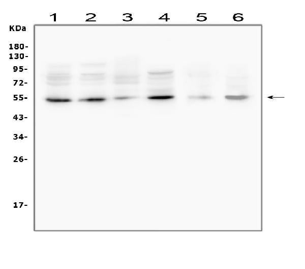 Anti-MMP13 Antibody Picoband®