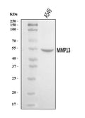 Anti-MMP13 Antibody Picoband®