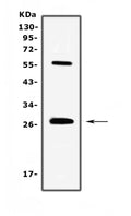 Anti-IL17/Il17a Antibody Picoband®