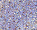Anti-IL-17A/Il17a Antibody