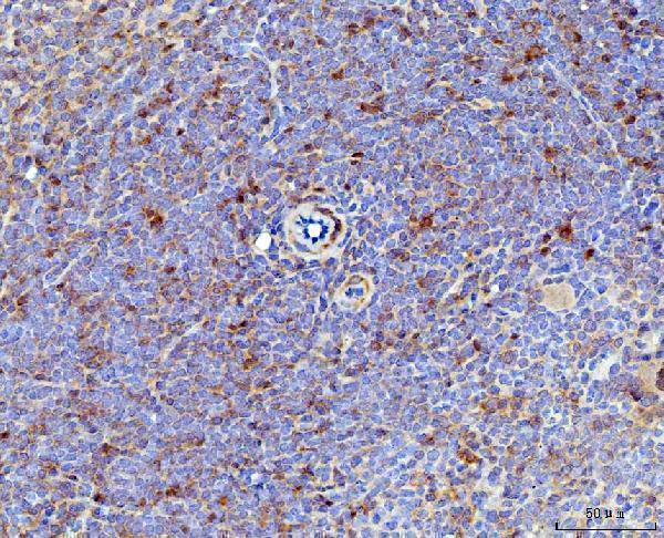 Anti-IL-17A/Il17a Antibody