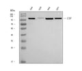 Anti-Fibroblast activation protein, alpha/FAP Antibody Picoband®