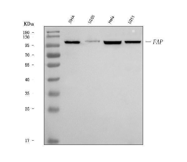 Anti-Fibroblast activation protein, alpha/FAP Antibody Picoband®