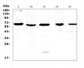 Anti-TRAF3 Antibody Picoband®