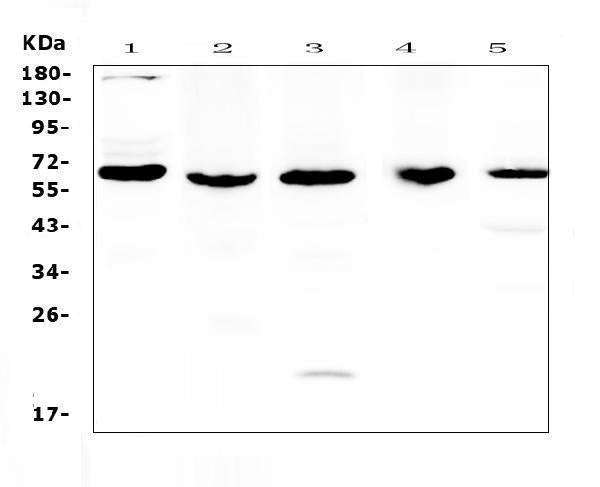 Anti-TRAF3 Antibody Picoband®