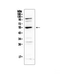 Anti-EPO Receptor/EPOR Antibody Picoband®
