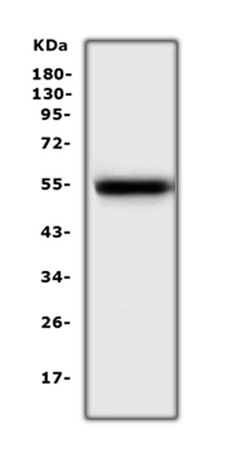 Anti-EPO Receptor/Epor Antibody Picoband®