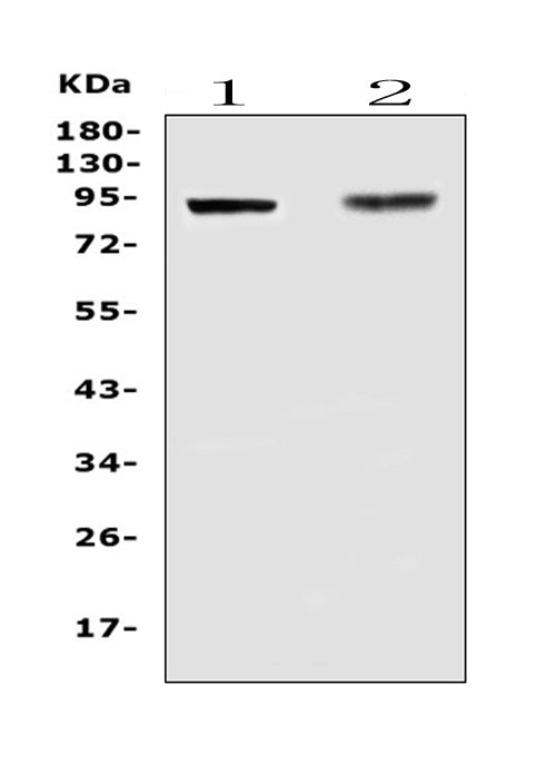Anti-TLR1 Antibody Picoband®