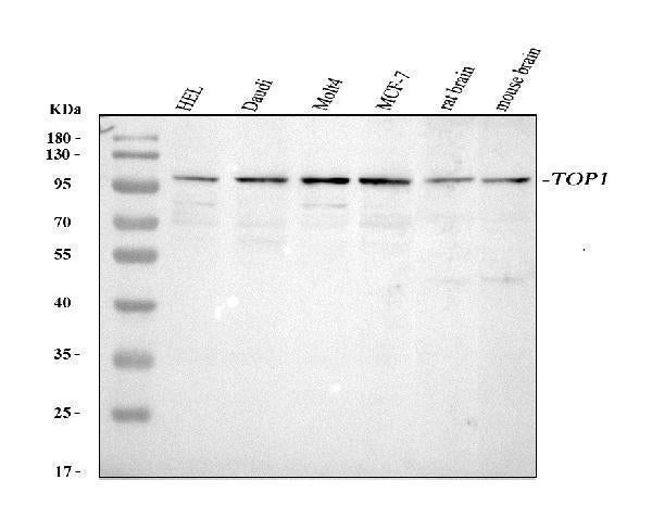 Anti-Topoisomerase I/TOP1 Antibody Picoband®