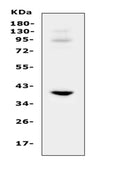 Anti-IGFBP3 Antibody Picoband®