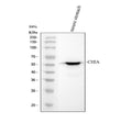 Anti-AMCase/CHIA Antibody Picoband®